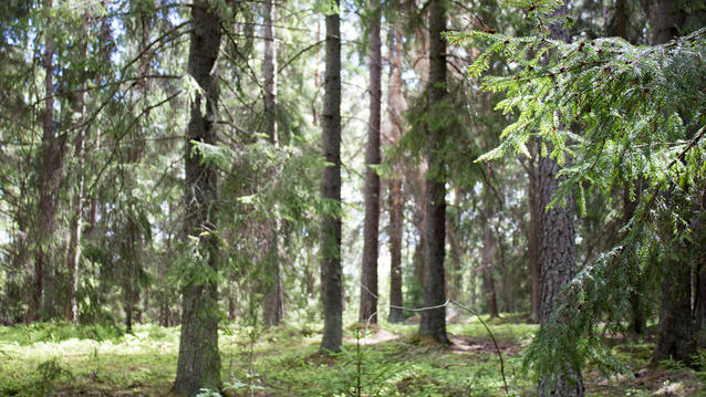 Miljömärkningar och Certifieringssystem